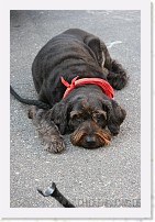 hockenheim_07_0010 * 2336 x 3504 * (3.97MB)